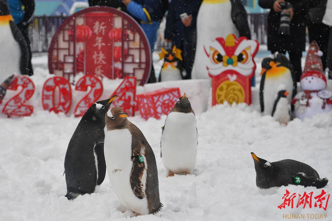 长沙白雪皑皑，小企鹅们坐不住了！
