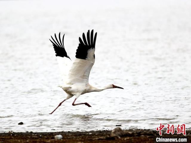 湖南沅江观鸟挑战赛记录南洞庭湖鸟种143种