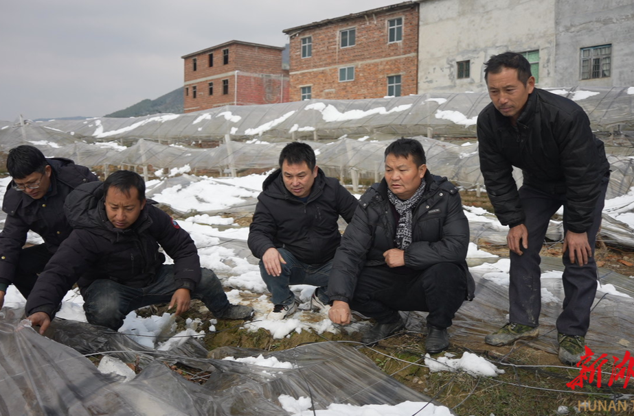 道县：雪后果农受损农技人员上门支招指导恢复生产
