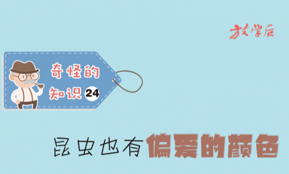 放学后·漫画|奇怪的知识㉔：昆虫也有偏爱的颜色