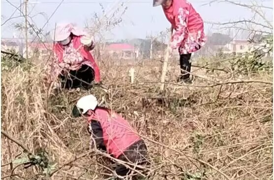 乔口镇柳林江村：党员当好“领头雁”，助力小农水项目建设