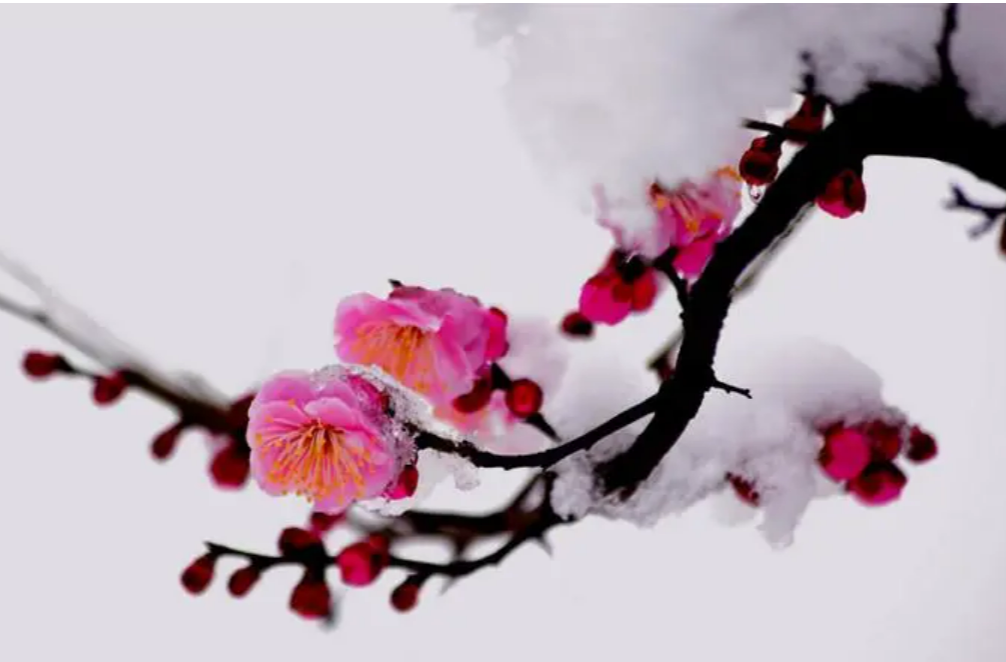 散文|张永中：雪中，采访一棵梅
