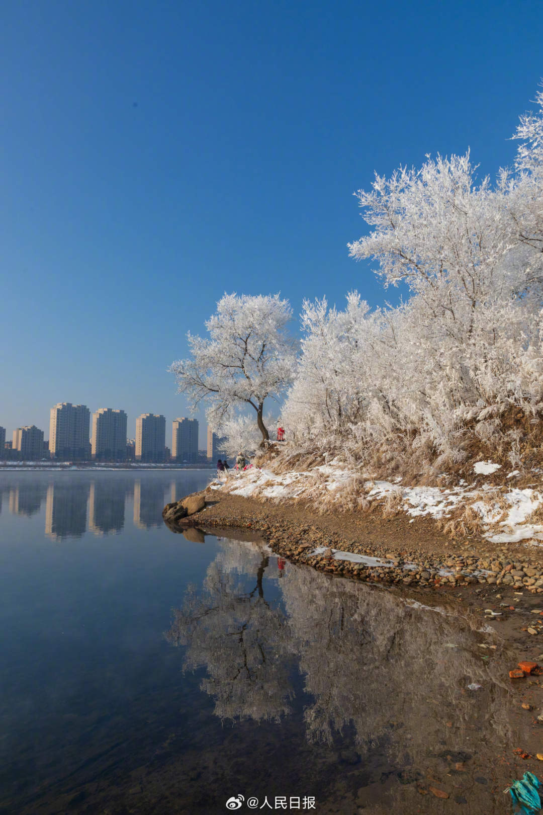 雪乡雾凇冰松图片图片