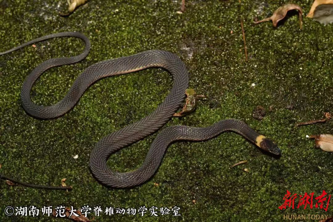 湖南发现蛇类新物种南山脊蛇_邵商网