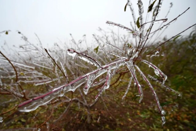 未来一周雨雪相态复杂冻雨雨夹雪纯雪齐上阵