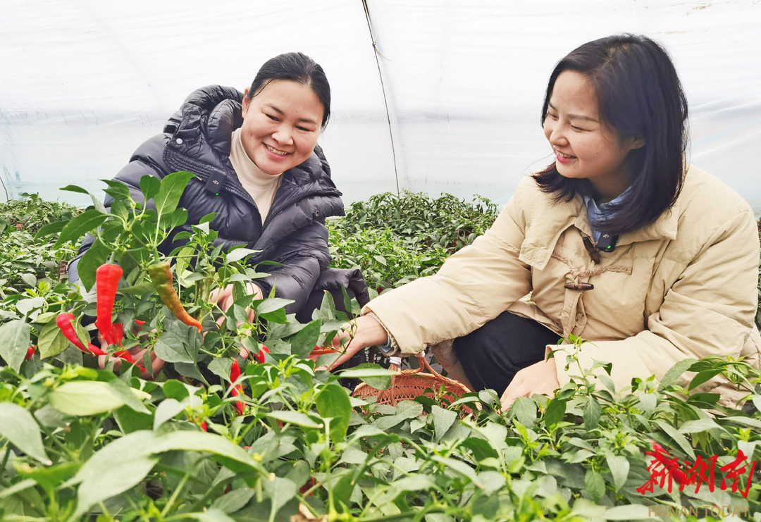 新春走基层｜农技大咖 网络“大V” ——宁乡辣椒夫妻的红火日子