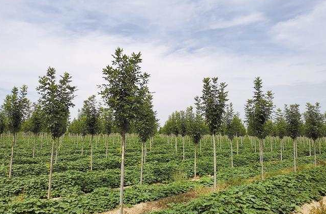 继粮食、蔬菜之后——经济林成为第三大农产品