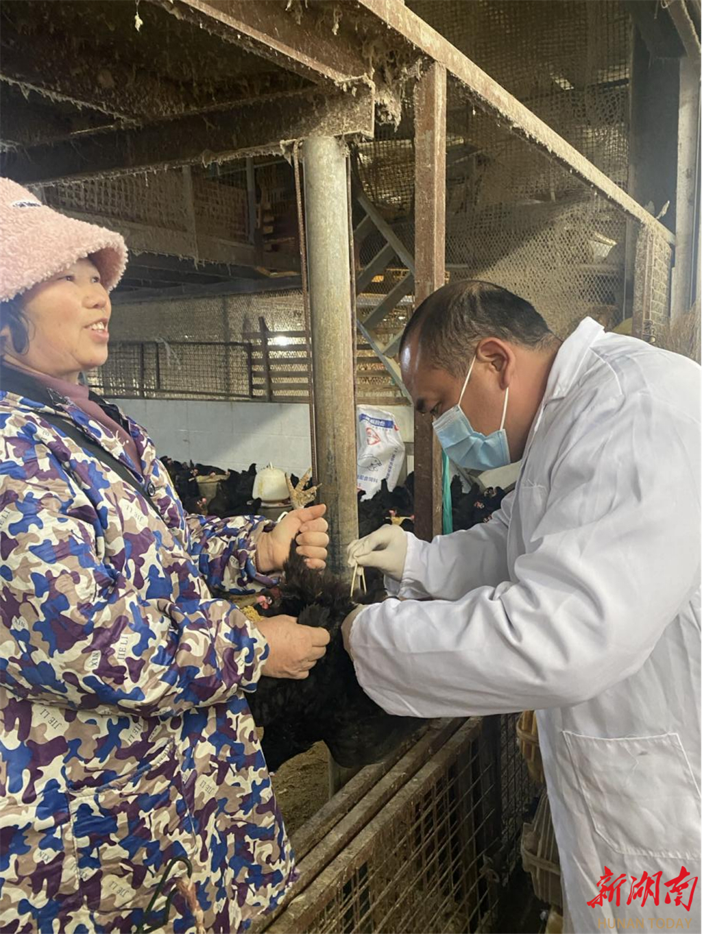 道县：开展高致病性禽流感专项监测工作