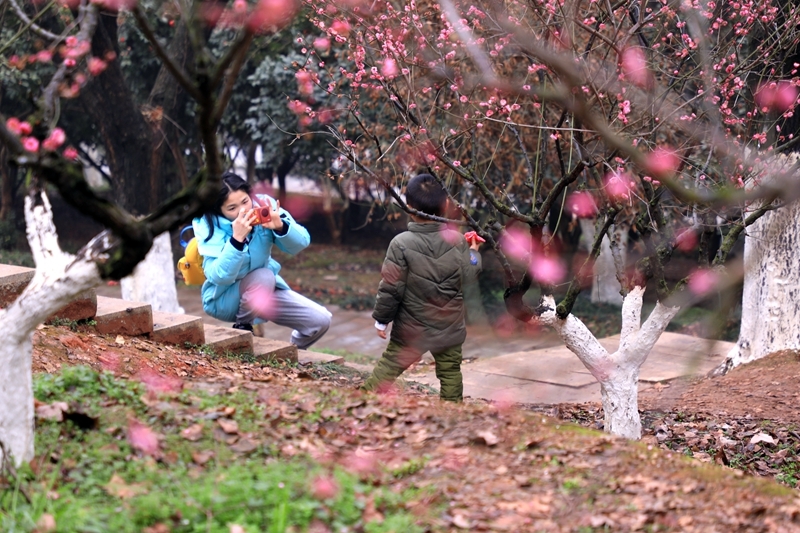 春节游湖南⑦|看梅花、茶花去！省植物园世界名花生态文化节·冬之韵开幕