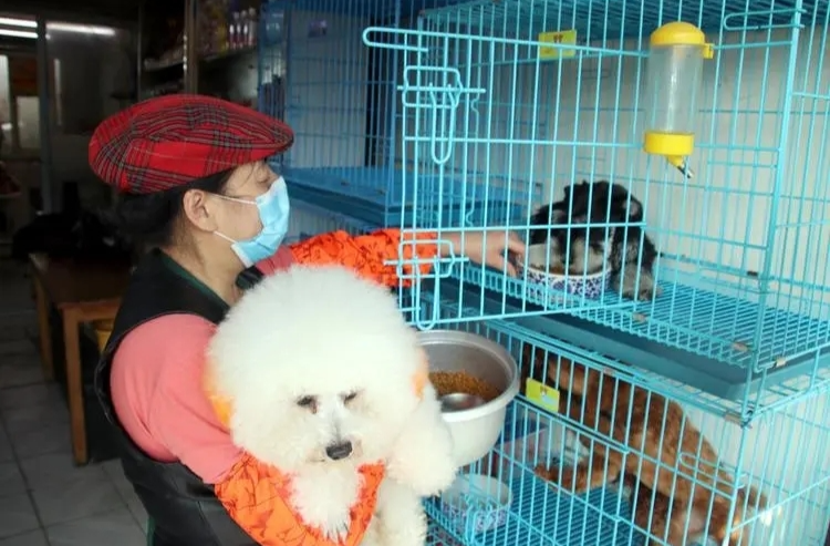 春节前宠物寄养“一窝难求”，部分店铺价格水涨船高