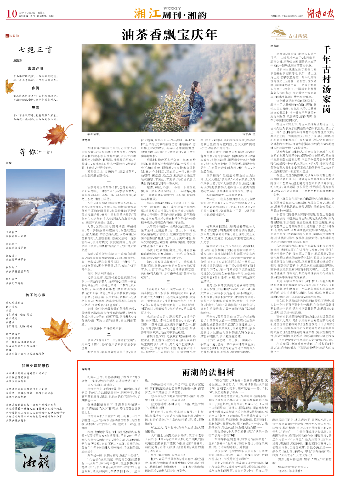 湘江周刊·湘韵丨雨湖的法桐树 - 湘江副刊 - 新湖南