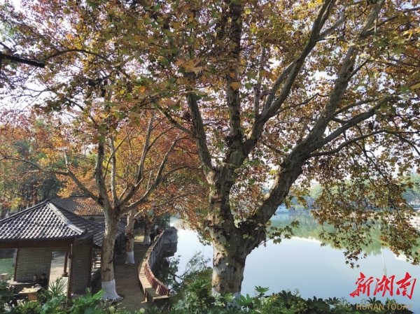 湘江周刊·湘韵丨雨湖的法桐树
