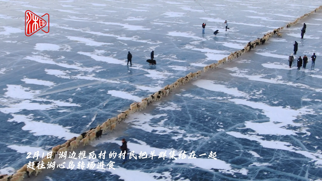 西藏山南：蓝色冰湖 上演赶羊大戏