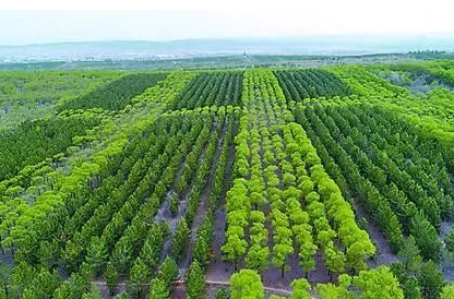 澧县小渡口镇圆满完成2023年冬季造林工作