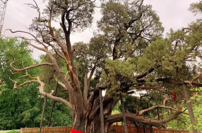 北京发布“梅香玉树”“银装树裹”两条古树游线