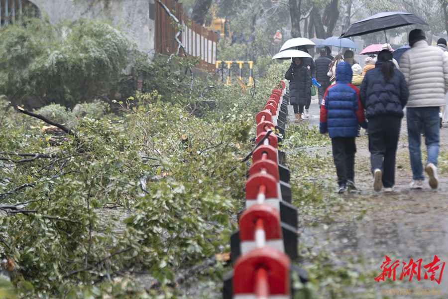 清理断裂树枝 守护千年书院 - 资讯 - 新湖南