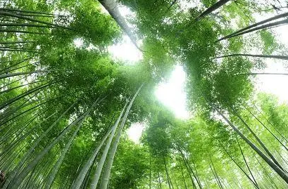 ​“非木质资源绿色加工关键技术”项目进展交流会召开