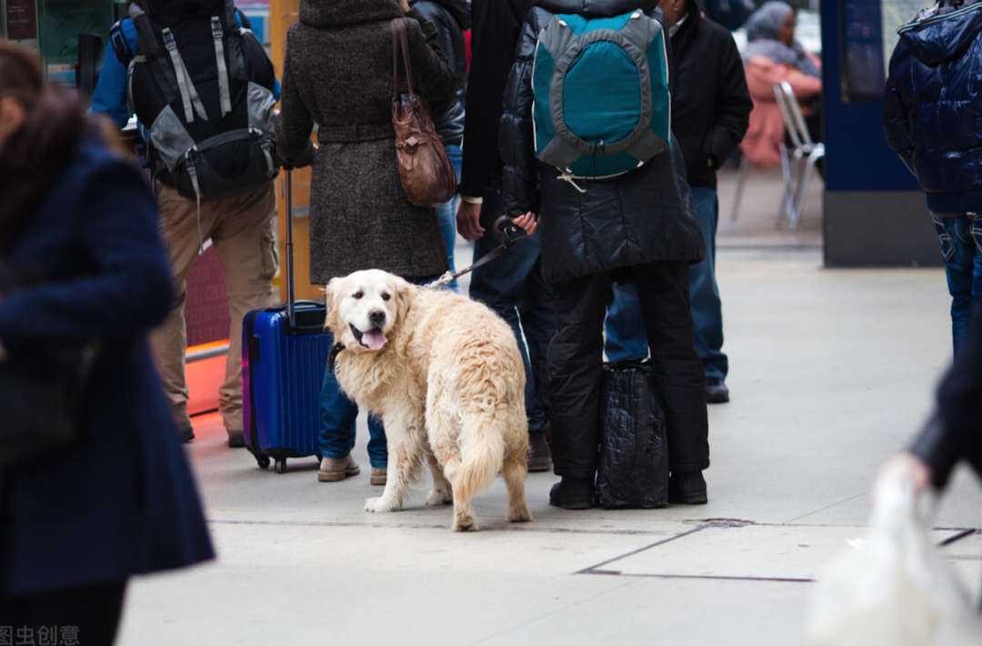 一图教您如何带“毛孩子”坐火车回家
