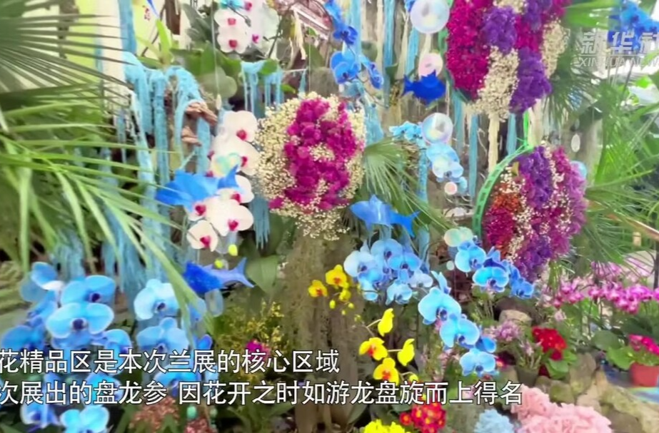春节游园赏花 国家植物园兰花绽放待客来