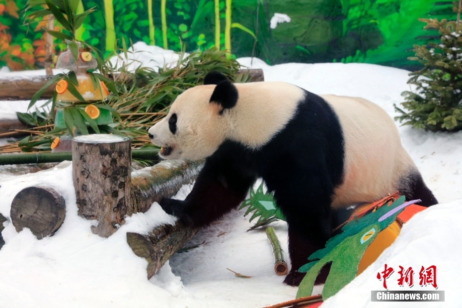 旅俄大熊猫过春节