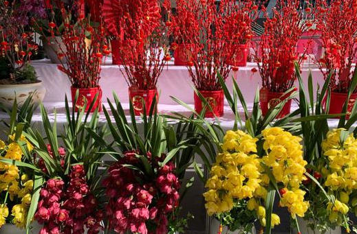 今年春节花卉市场购销两旺