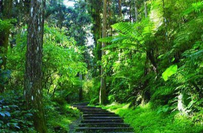 生态文学丨森林步道记