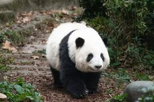 向动物活动场内投掷苹果 两人被终身禁入成都熊猫基地