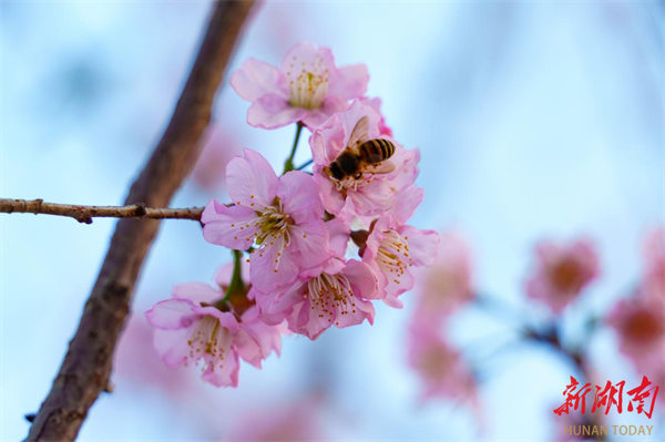 美在冷水滩丨永州冷水滩：樱花盛开引蜂来