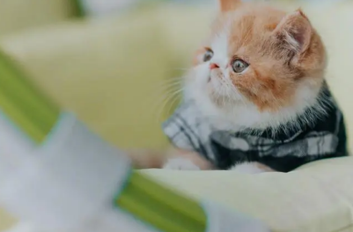 宠物寄养标准尚未细化，春节寄养一只猫竟要上万元？