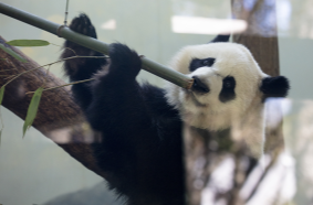 我国将开展新一轮大熊猫保护合作研究，与美国动物园等签署协议