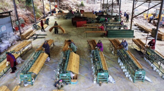 竹产业高质量发展“五年行动”启动 到2028年全省竹农人均竹产业年收入达2000元以上