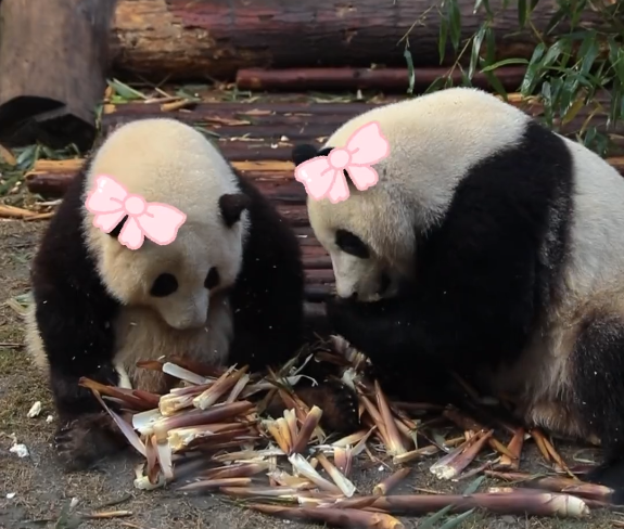 文萃新知 |大熊猫为什么出现性别乌龙