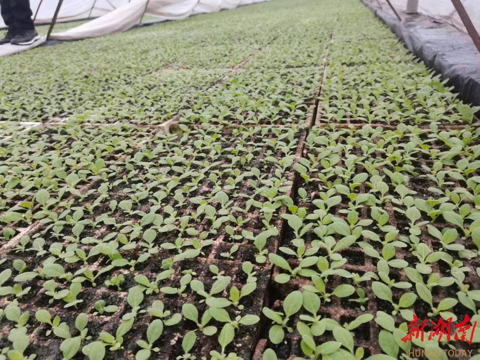 衡阳县:"绿色烟苗"孕育"金色希望"
