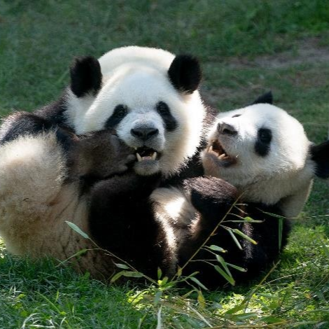 5只旅居西班牙的大熊猫于今日启程回国
