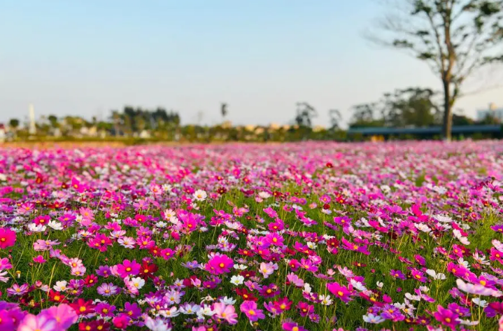 全国赏花游热度大涨 春游热门目的地有哪些？