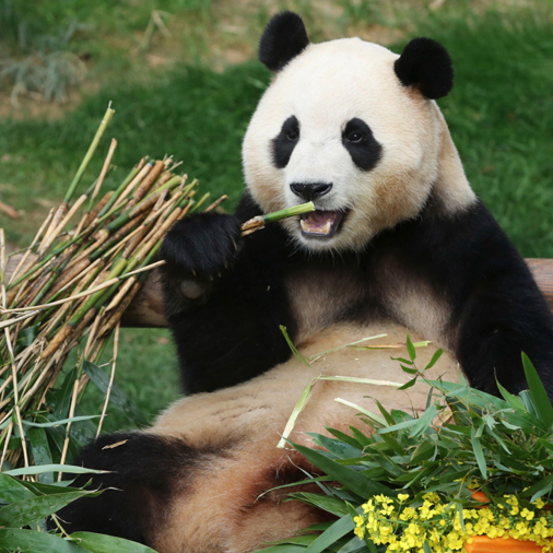 “顶流女明星”，即将回国！