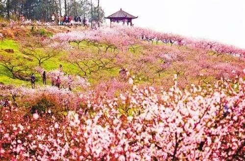 春季旅游市场亮点：超千款赏花错峰游产品上线