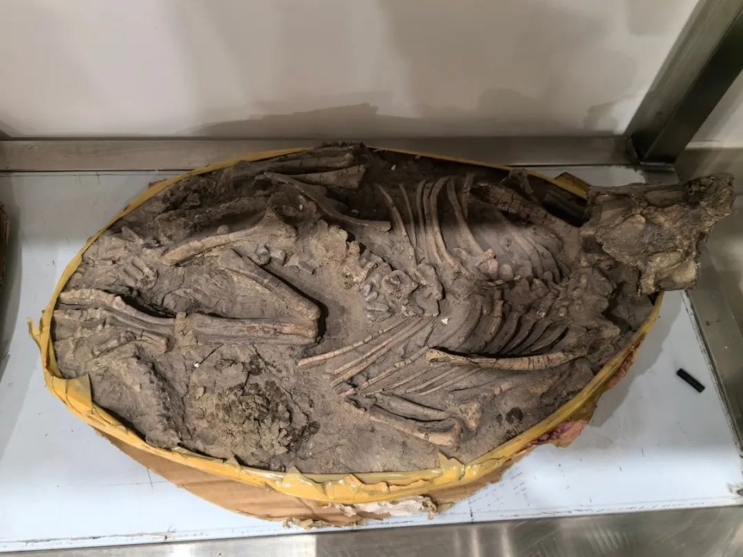 走近神秘的“龙”化石，湖南省地质博物馆特展展出
