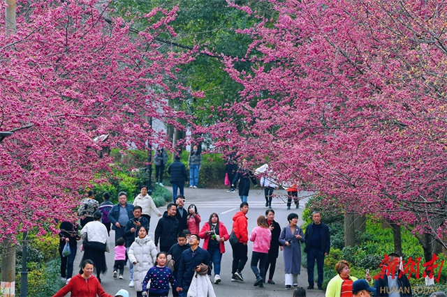 People Enjoy Blooming Spring Flowers