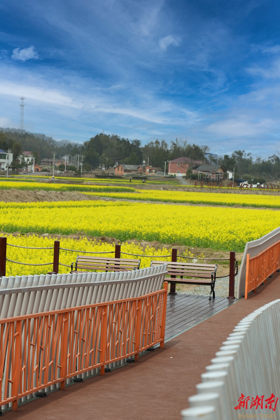 长沙县福临镇油菜花海火出圈位列抖音长沙同城榜第一