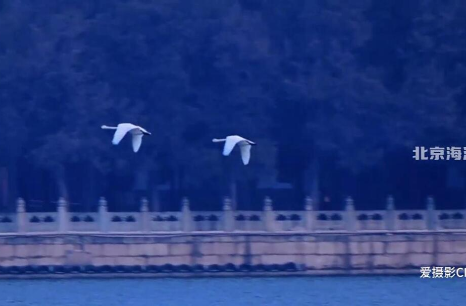 初春颐和园的浪漫，数十只白天鹅“组团”巡游昆明湖