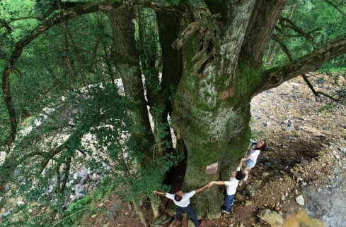 听年轮讲故事，湖南这些千百岁“古树”你都知晓吗