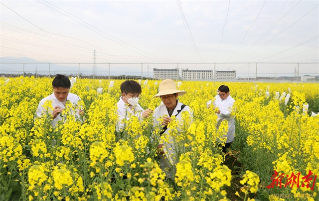 MARA Hunan Integrated Scientific Research Test Base for Canola Plants Completes Construction