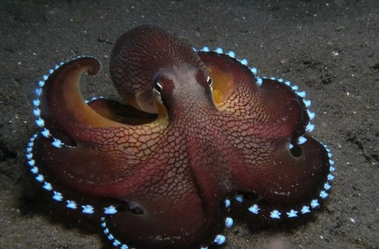 世界上十大最美章鱼