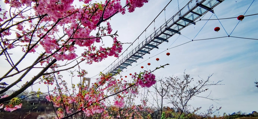 “新”花怒放④|万树花开 长沙浔龙河樱花文化旅游节周末开幕