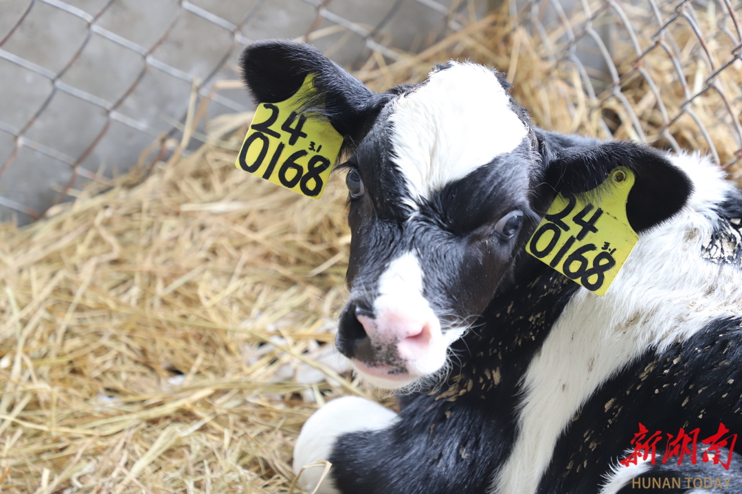 新西兰奶牛落户西湖管理区3年今年迎来产犊高峰期千头牛犊踏春来