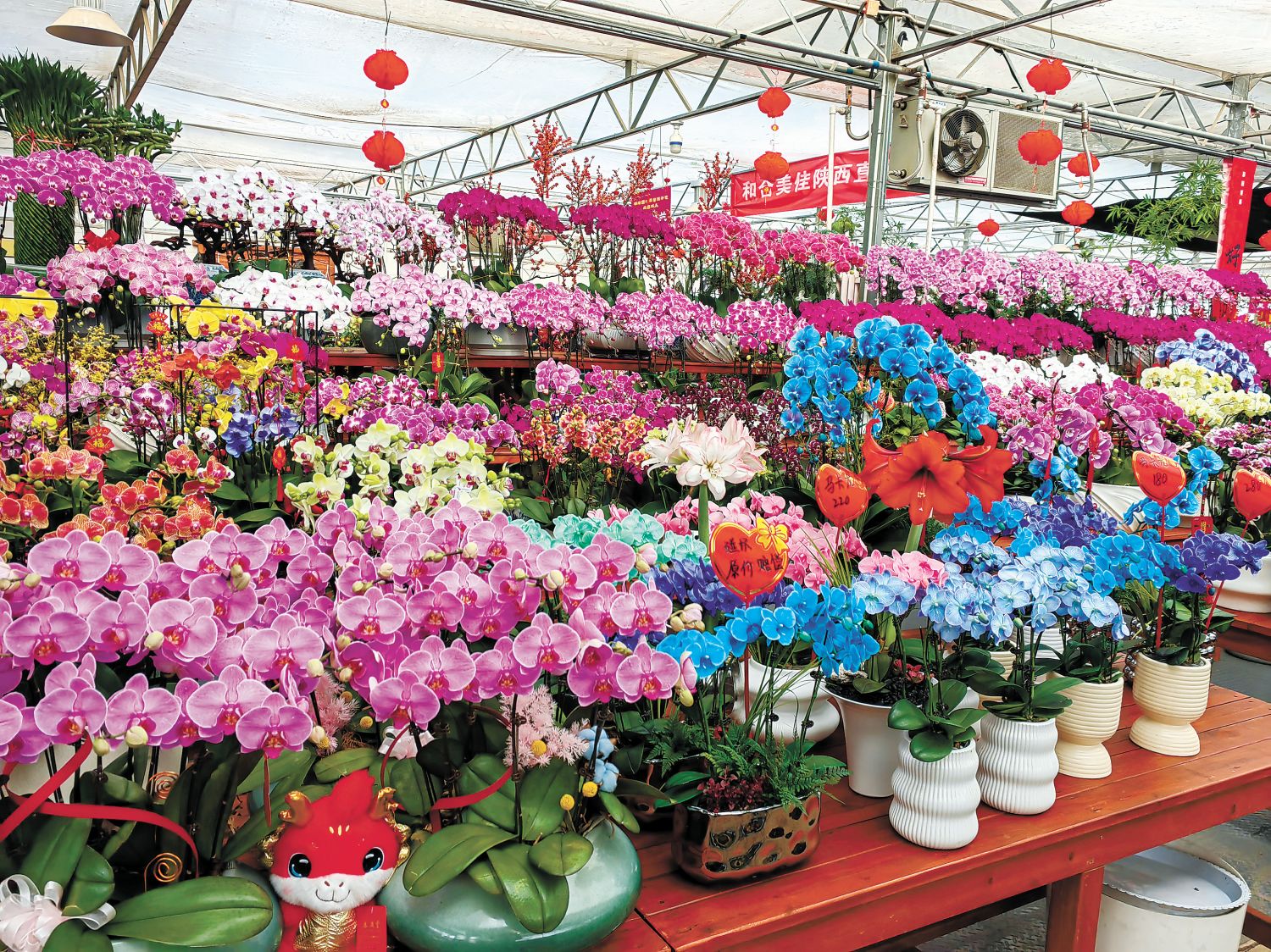 从年宵花市场看花卉产业新趋势