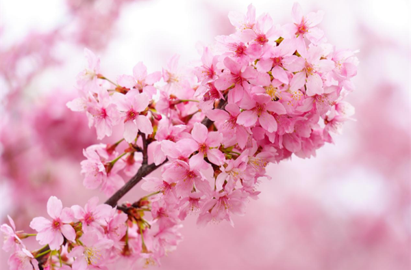 县区丨永州冷水滩：春和景明 樱花烂漫