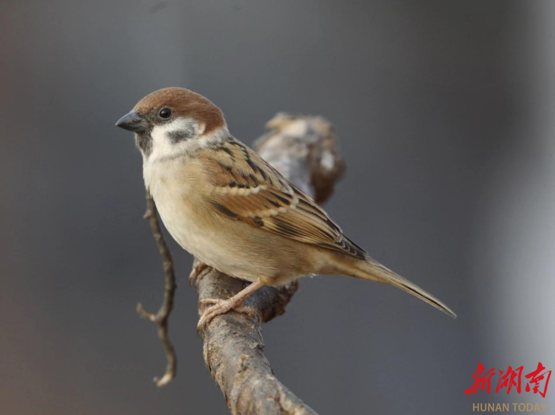 我省首次发现5只家麻雀在大通湖现身