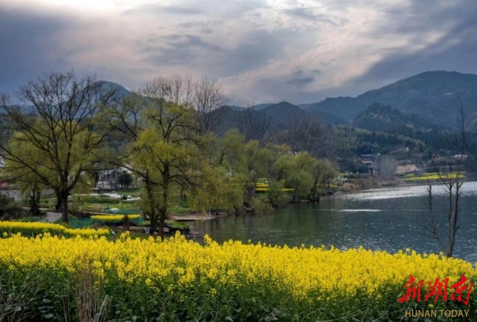 洪江区滩头村——独属于春天的金色浪漫